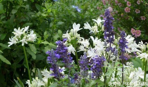 秋天的院子,养点喜欢的花,乐得自在!