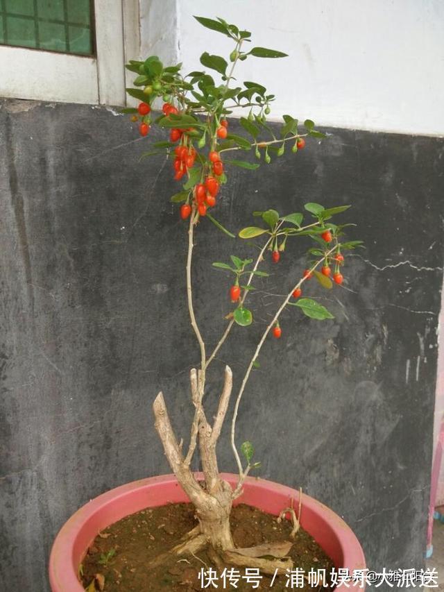 叶绿枝壮|没钱养花就养它，剪个枝埋土里，10天生根，一年变漂亮盆景结满果