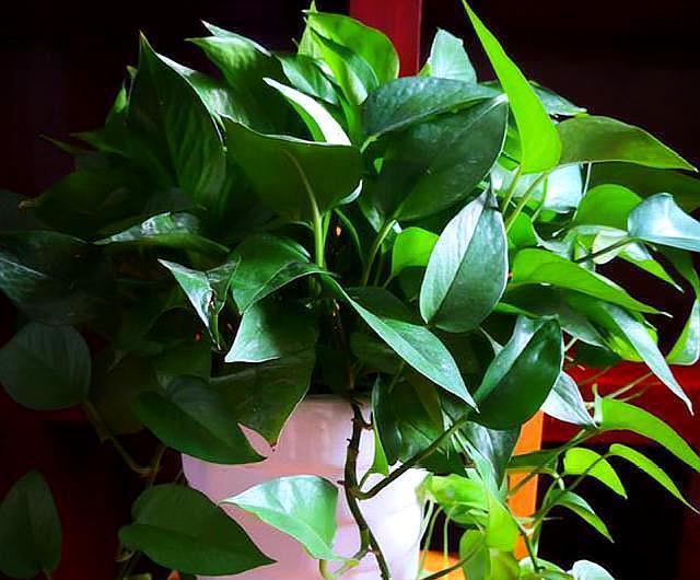 室内养绿萝,做好“3点”,叶片大又绿,直接长爆盆,挡都挡不住