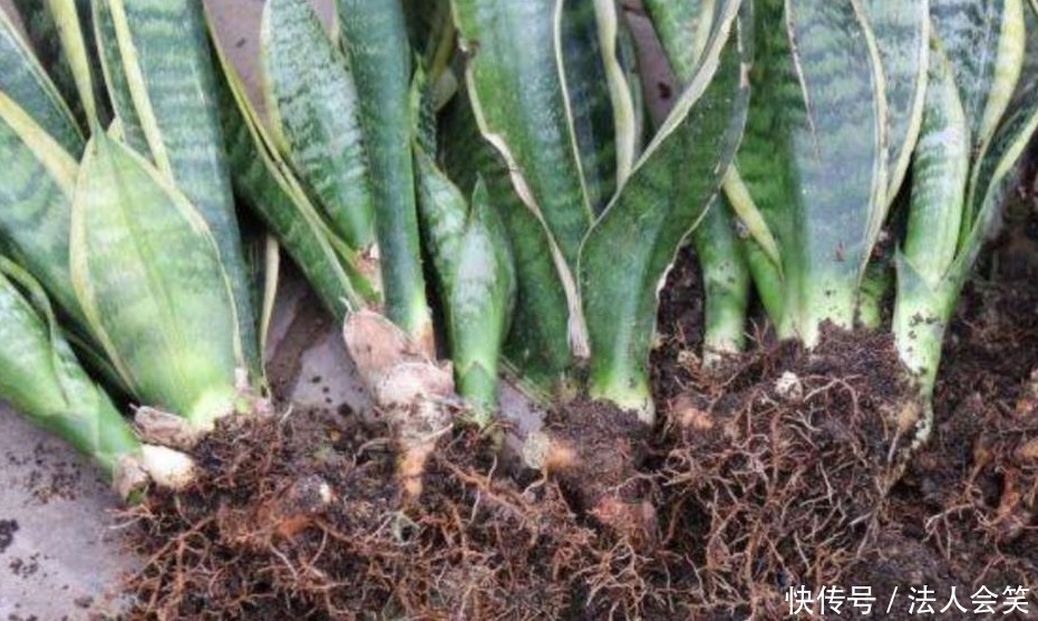 侧芽|学2招,让不爱出芽的虎皮兰接二连三地往外冒新芽吧!