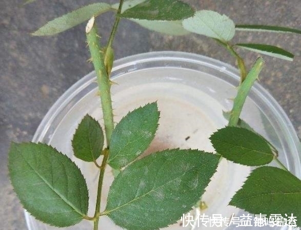 花卉|准备一个塑料瓶，一年四季都能够扦插花草育苗