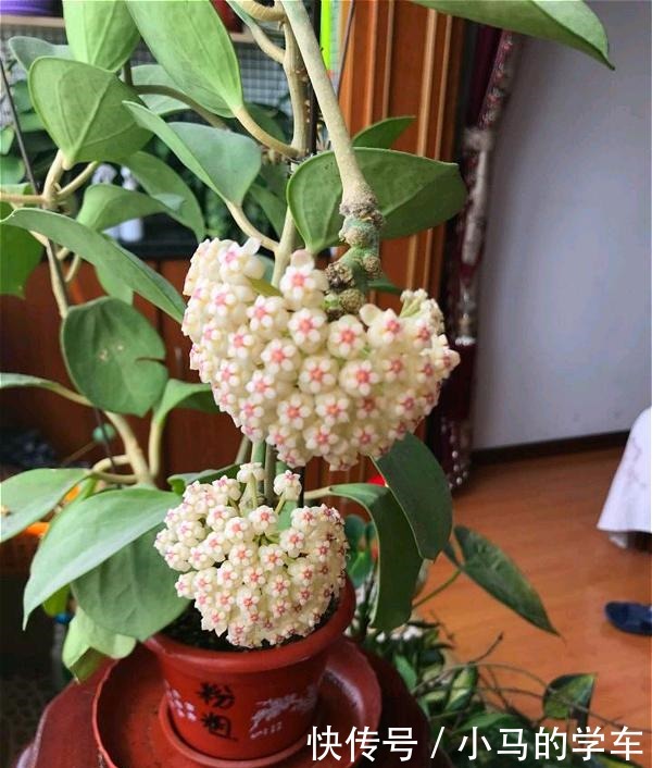 谁说室内养不好花这12种一养就开花,还特漂亮,喜欢养花别错过!