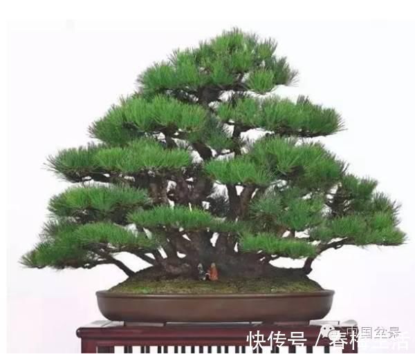 丛林式|山野丛林怎么样才能变成精致的盆景?9个步骤告诉你!