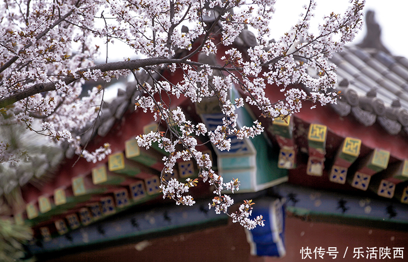 中年|百花争春时节，在西安，这些浪漫的事情一安排 ，想怎么嗨都行