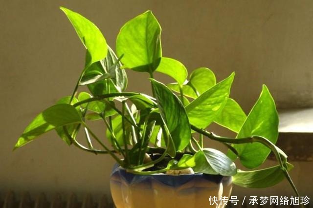 三亚发现一户人家院子,那叫一个惊艳!拍照给你们瞧瞧,真是羡慕