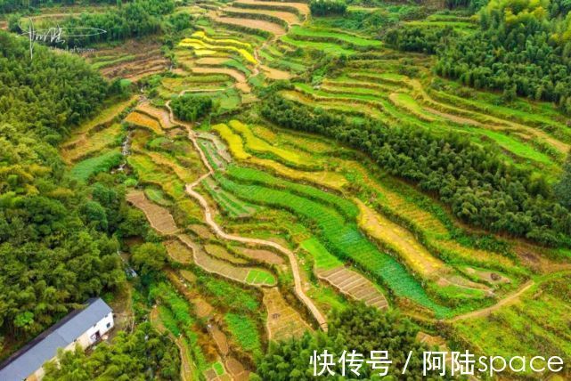 小村|这个杭州的山间小村，有竹海和梯田，美得像油画一样