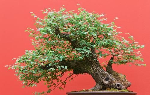 摘叶|摘叶的妙用,不仅能增加桩景的观赏价值,还能提高养护效果