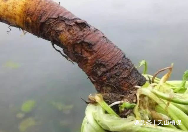 农户们|长的像菠菜的野草别乱摘，农户称它“金不换”，丢了一株都心很疼