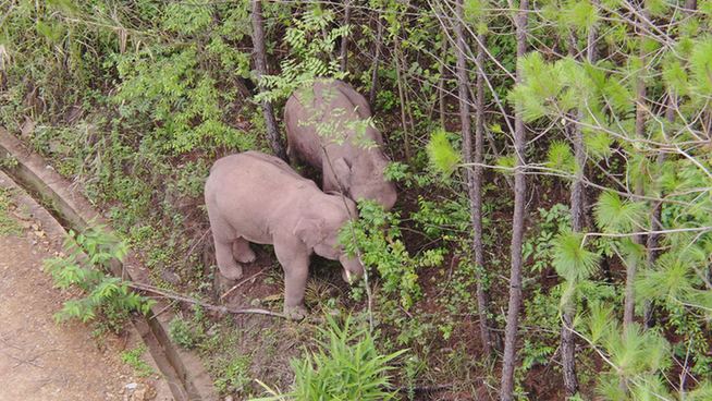 普洱市 普洱:“象”见恨晚的地方
