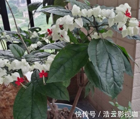 新手养花，不如养盆花中精品“盘龙春晓”，花开如丝碧玉