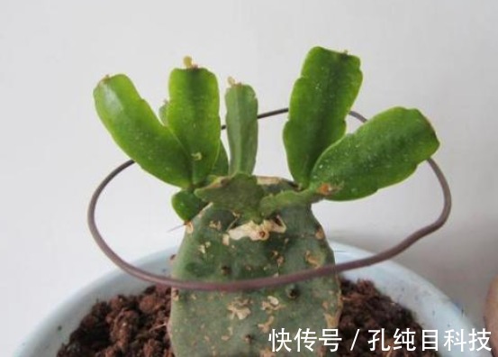 木质部|仙人掌嫁接蟹爪兰，一根牙签就搞定，新手也能行，完美到“无痕”