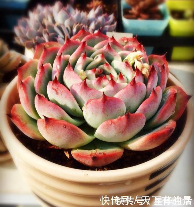 休眠期|夏天养几种“耐热多肉”,不怕酷暑,不用休眠,想养死都难