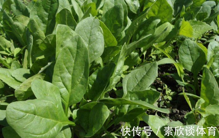 叶酸|秋天不妨多吃3种食物,美容养生、延缓衰老,谁吃谁受益!