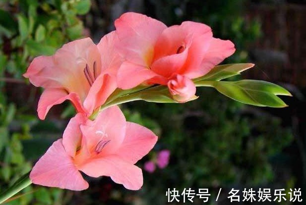 世界四大切花$此花葉似長劍,由于其與眾不同的婀娜風姿,展現出風韻不凡的氣質