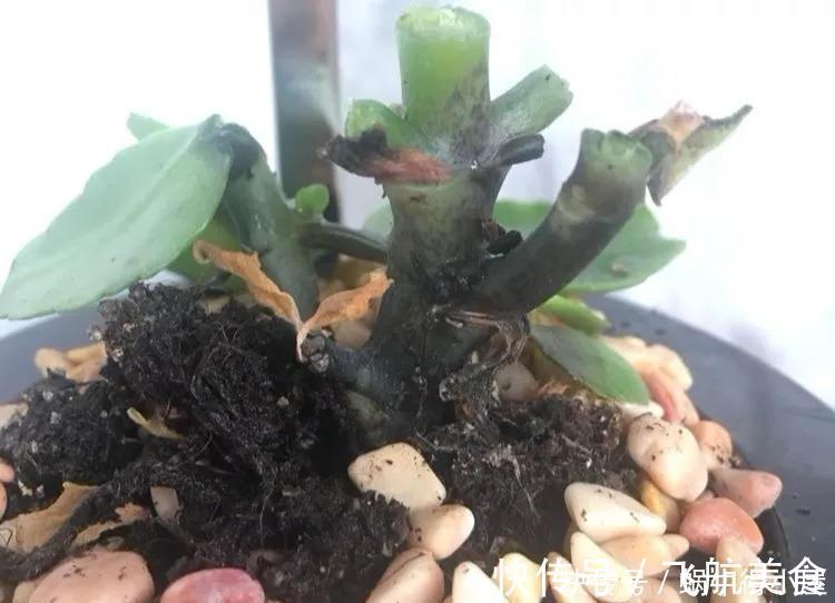 烂根|长寿花养不好?5个难题解决掉,养一盆爆一盆,不黑不烂,花更棒
