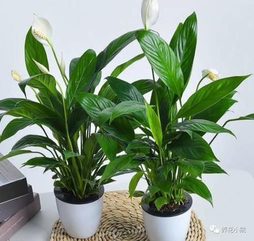 冬天室内太干燥,养上6种植物,空气清新自然