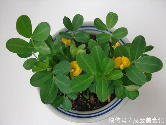 发芽“花生”扔水里,几天长成“含羞草”,越养越有惊喜