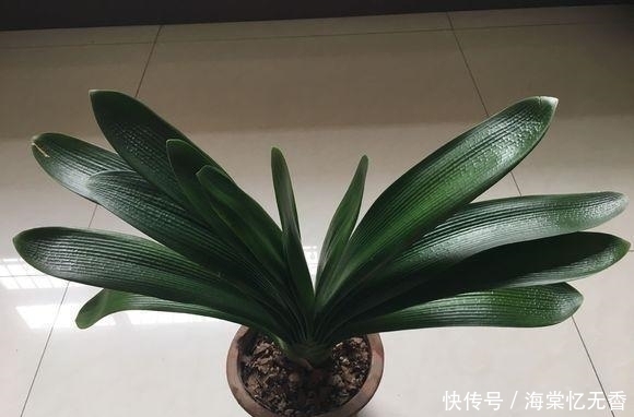 浇水|君子兰长得太慢？夏天这样浇水，再养10年都不是问题