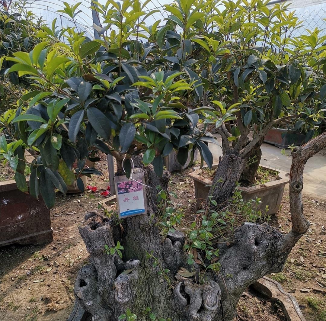 桂花开始发芽,做好4件事,长得枝叶繁茂,花期开花更多