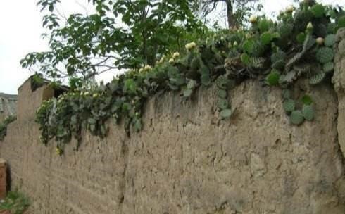 仙人掌养10年,长成老果树,挂满“火龙果”,能摘20斤