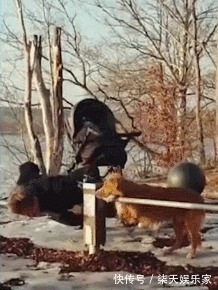 长时间|长时间健身却没效果你可能只差一条狗!