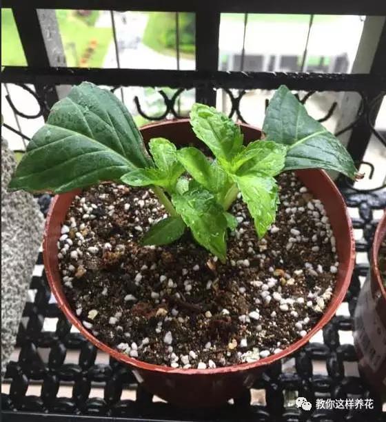 养花技巧学会这种扦插法,插什么活什么,太简单了!