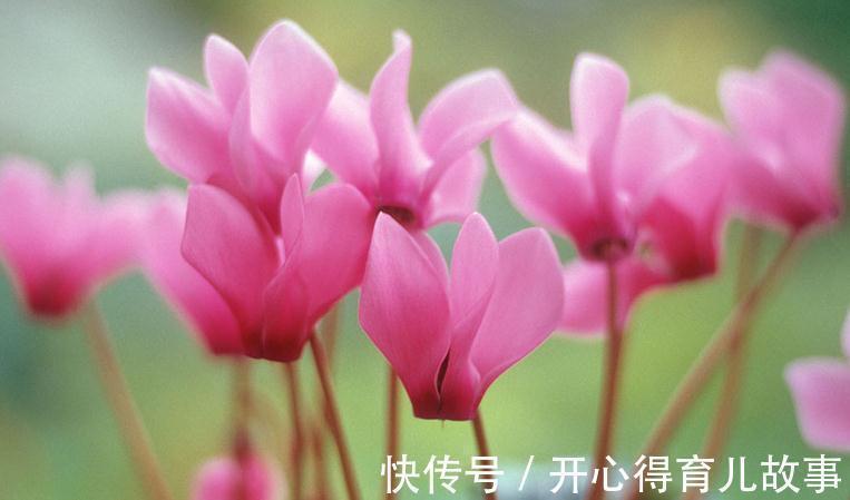 梅花|入冬之后,适合养这几种花,花开红艳,在冷都不怕,而且超级好养