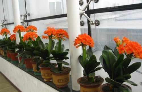 盆栽君子兰该如何催花?掌控4方面因素,开花早、状态理想