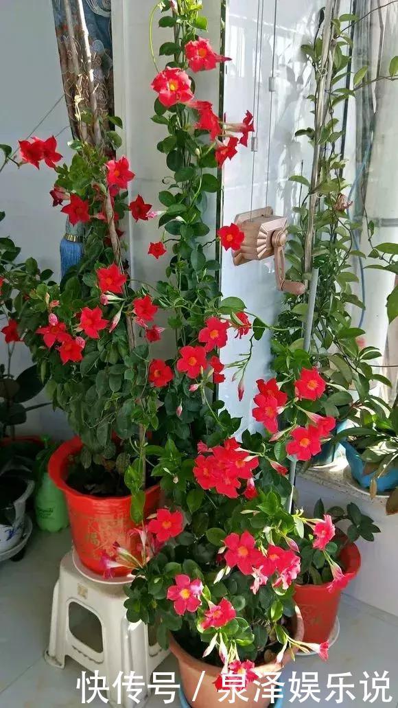 凌霄花|夏天养上3种爬藤花,隔热降温,好看好养,花开如瀑布!