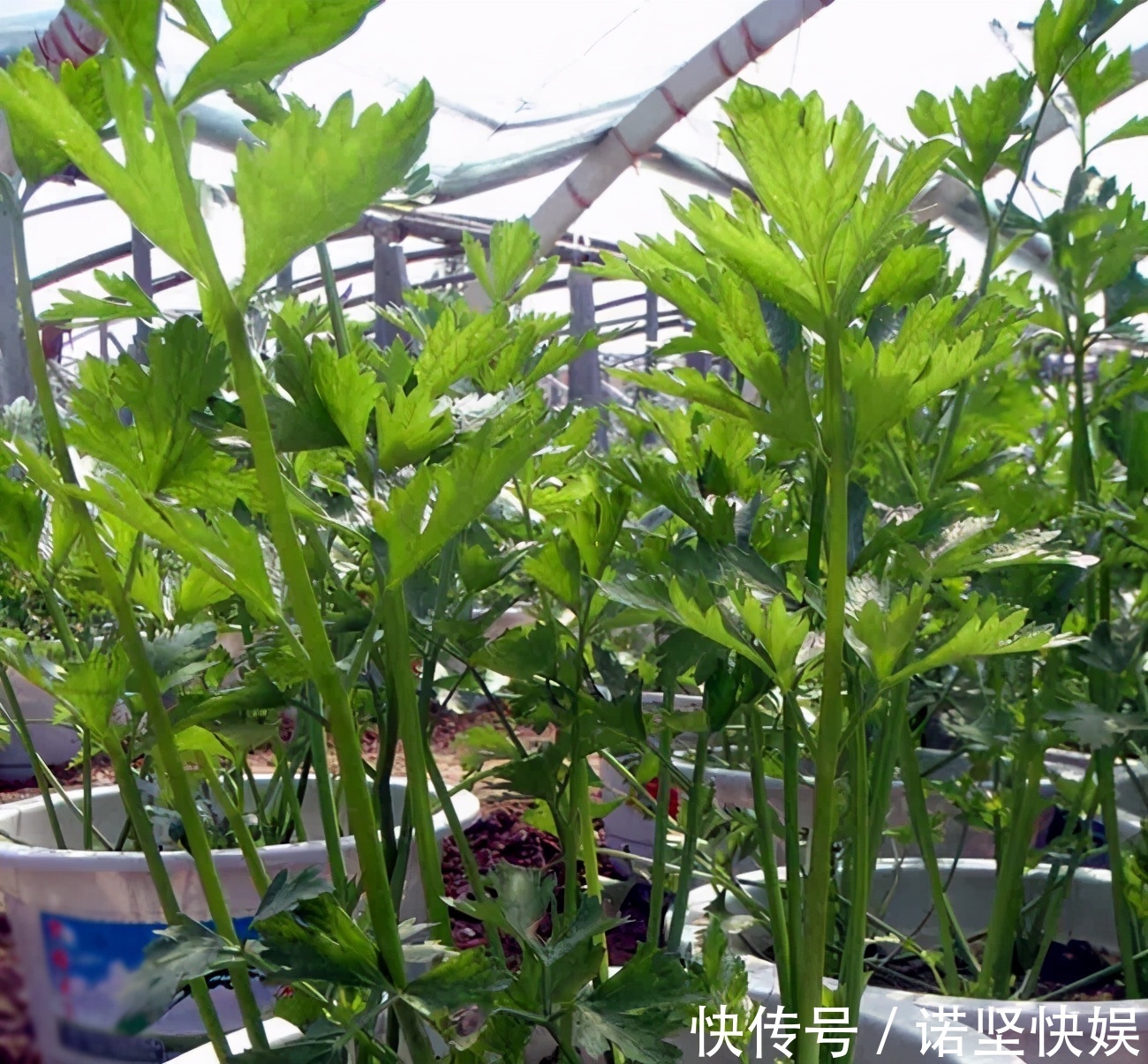 甜椒|盘点5种适合家庭盆栽的蔬菜，可观赏也能食用，一举两得