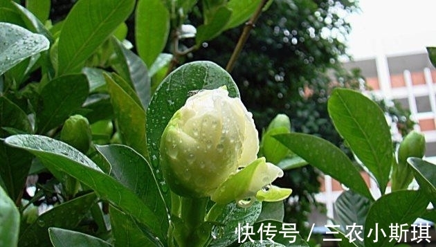 植株|栀子花这样修剪, 长得更茂盛, 花芽冒不停!