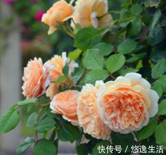 4种福运花,自带福气好养活,养上一盆四季欣赏,好养活还不贵