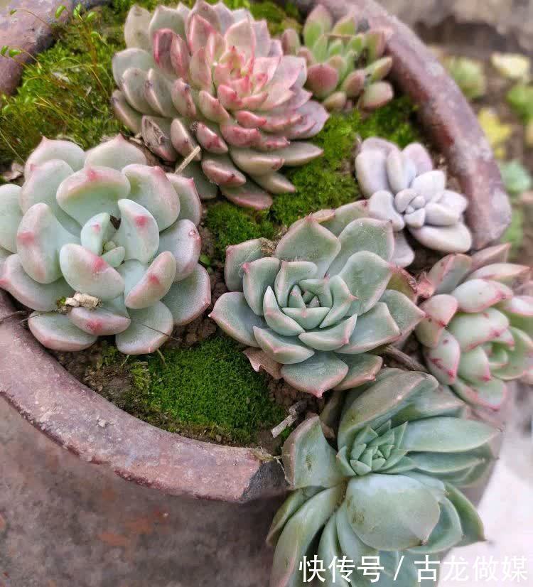 破了的菜坛子,拿来养多肉,又酷又美个性十足