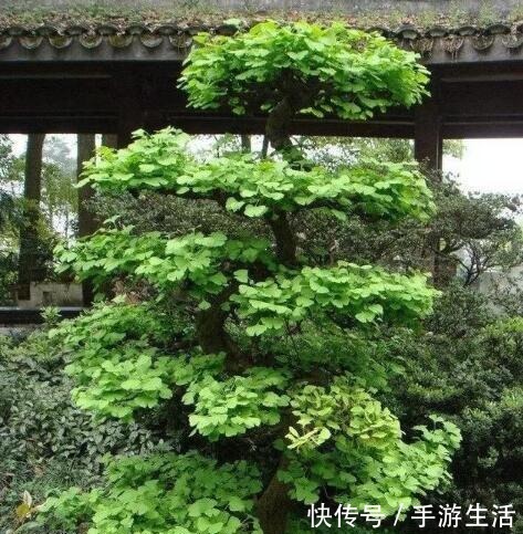 明白人都养“3种树”，看着很“普通”，殊不知，越养越“值钱”！