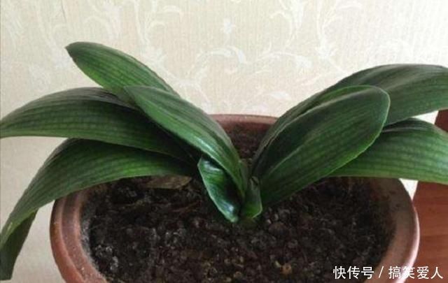 君子兰叶子出现褶皱,3个方面没有做好,应及时改正