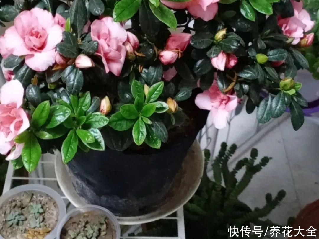 最怕晒的10种花，赶快搬进屋，否则会死掉