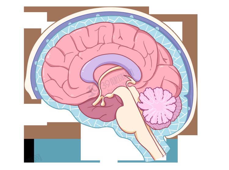 颅骨|大脑又软又糯，为什么我们可以摇晃翻滚，脑子不会烂成一团？