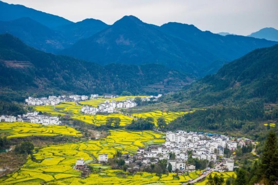 老年|三月是属于油菜花的季节，国内这些油菜花美景地你去过几个？