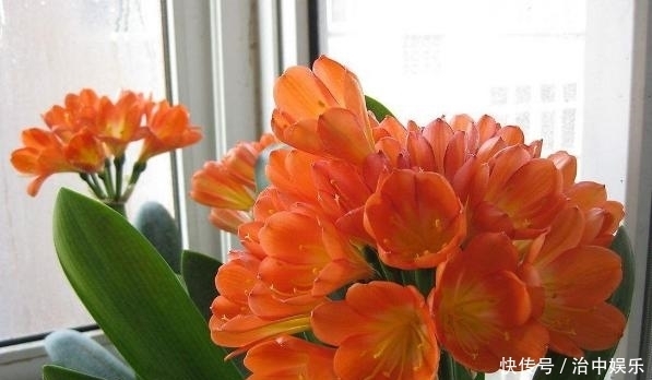 掌握住这4大要素,养殖君子兰,年年多开花、网格叶油绿