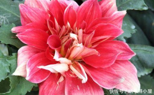 适合客厅养护的花卉,颜值超高,还能散发香气,净化空气