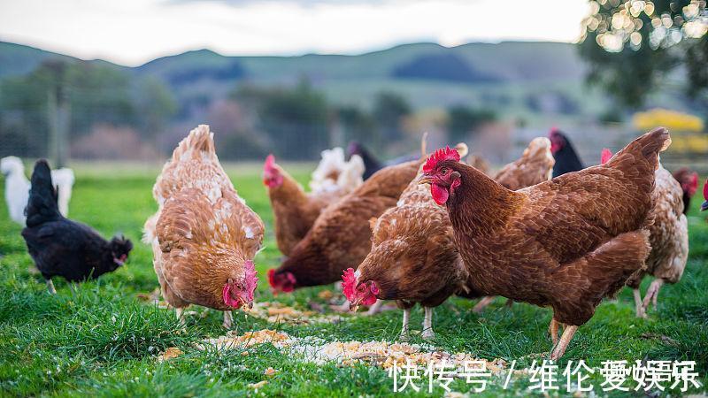 运势|生肖鸡9月运势强势回归，注定贵运连连，洪福不断财源滚滚