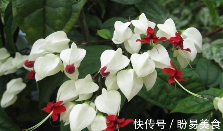 竹节秋海棠|世界上“最美”的5种垂吊花,婀娜多姿,看一眼就心醉,太漂亮了