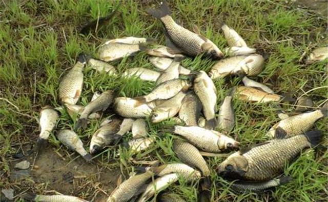 深秋钓鲫鱼，活饵直接使用落了下乘，增加一个步骤，诱钓效果翻倍