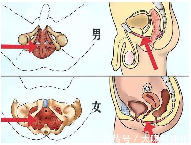 男人如何锻炼pc肌 来提升自己的战斗力 快资讯