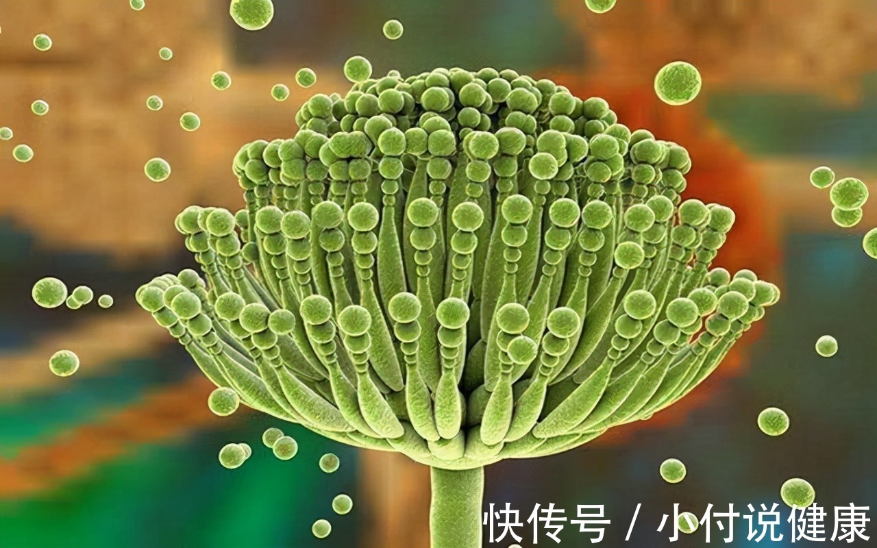 冰箱|冷冻的馒头不能吃?保存超过3天会滋生黄曲霉素,真相确实如此吗