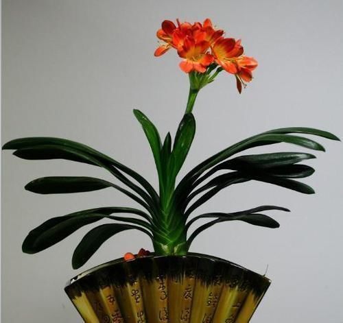 花盆|往君子兰花盆里丢一点这个,叶子又绿又亮,一年开花两次