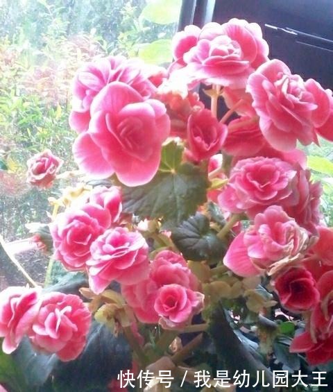 1种肥水,每天家里都产出,倒掉可惜,拿来浇花,浇啥旺啥!