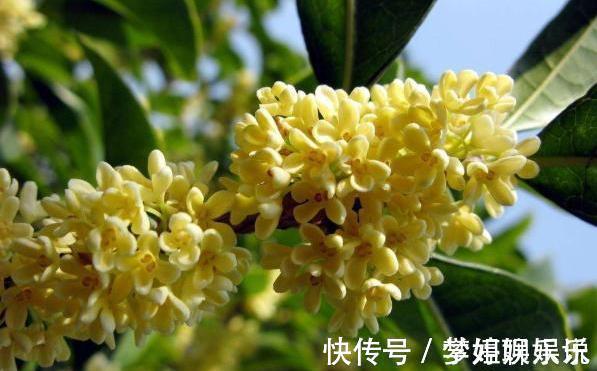 桂花|养桂花,别犯2个“错”,枝叶繁茂,花量更大,香味更足