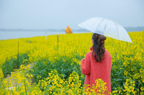 德清这神仙地方，一片浪漫花的海洋，比青海湖多些梨花带雨的清新