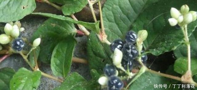 花朵洁白果实却很黑,看似无奇的杂草用处却多,遇见了别错过